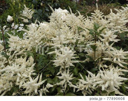 アスチルベの白い花 アスチルベの白い花 77890608