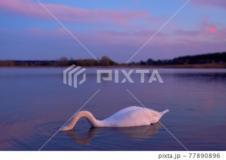 Beautiful swan in the lake at the sunset time. 77890896