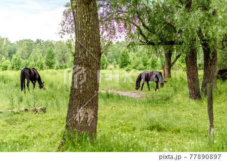Beautiful well-groomed horses graze in selenium meadow with juicy green grass 77890897
