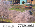 真岡鐵道の桜並木 77891068