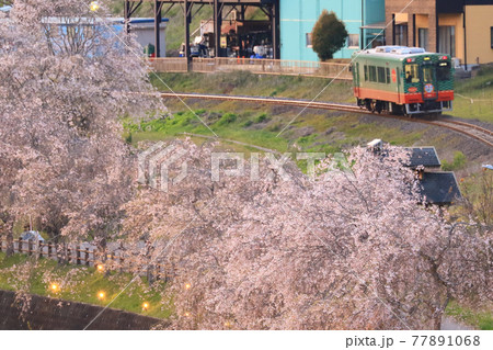 真岡鐵道の桜並木 77891068