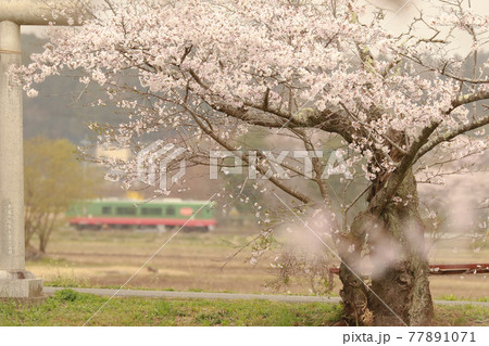 桜の古木と真岡鐵道 77891071