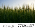 麦夕方 77891137