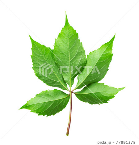 Green leaf of wild grapes on a white background. 77891378