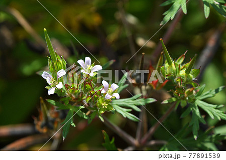 アメリカフウロ（亜米利加風露） 77891539