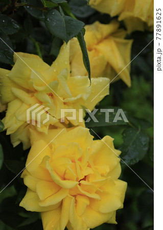 バラ　黄色い薔薇 77891625