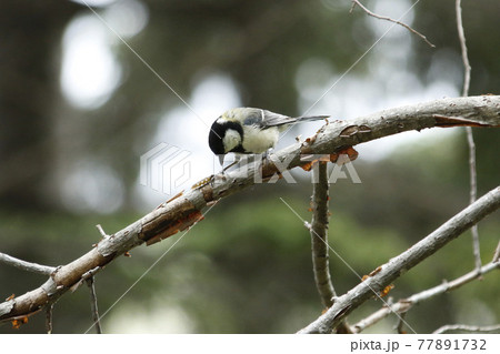 虫を捕まえたシジュウカラ　四十雀　しじゅうから　北海道野鳥 77891732