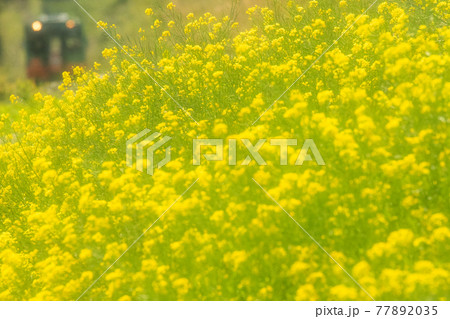 菜の花と真岡鐵道 77892035