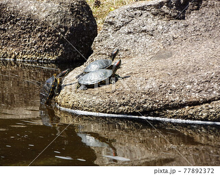 稲毛海浜公園の池の亀 77892372