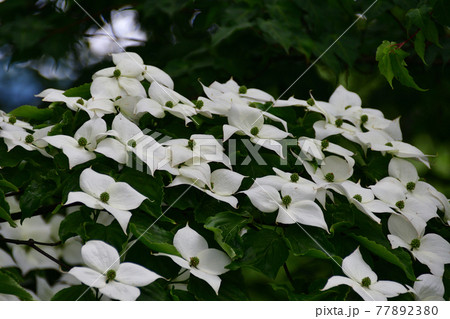 ヤマボウシの白い花 埼玉県 5月の写真素材