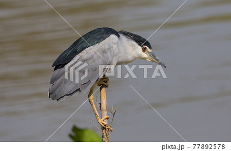 Black-crowned Night-heron(Night Heron) on dry branch. Black-crowned Night-heron(Night Heron) on dry branch. 77892578