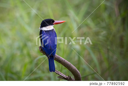 Black-capped Kingfisher. Black-capped Kingfisher. 77892592