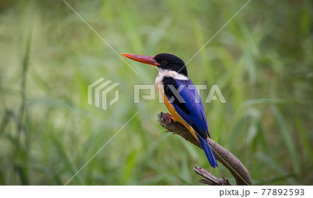Black-capped Kingfisher. 77892593