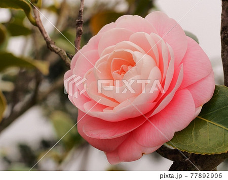 オトメツバキの花 オトメツバキの花 77892906