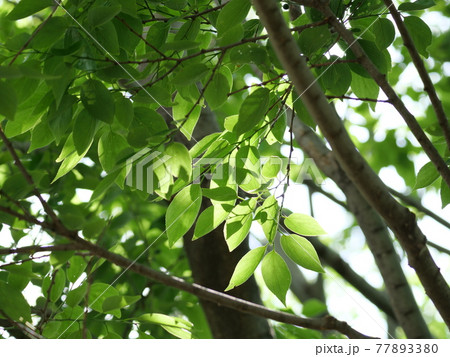 新緑の風景 新緑の風景 77893380