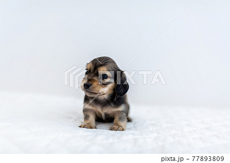 仔犬 カニンヘンダックスフンド 仔犬 カニンヘンダックスフンド 77893809