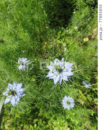 うすいブルーの花（ニゲラ） 77893850