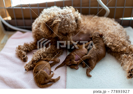 犬の出産 仔犬 トイプードルの写真素材