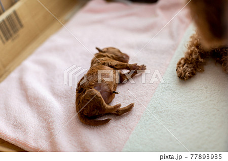 犬の出産 仔犬 トイプードルの写真素材