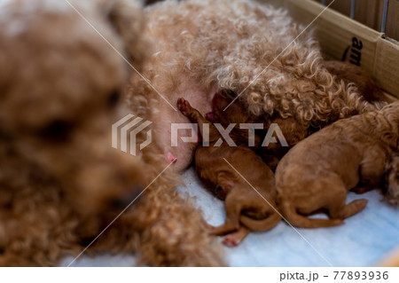 犬の出産 仔犬 トイプードルの写真素材