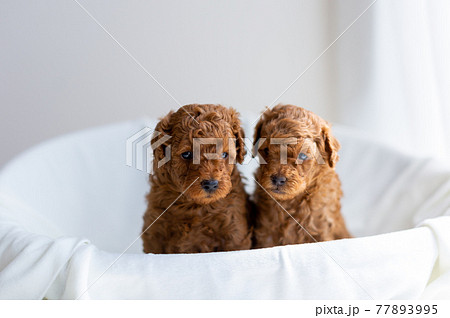 仔犬 トイプードル 仔犬 トイプードル 77893995