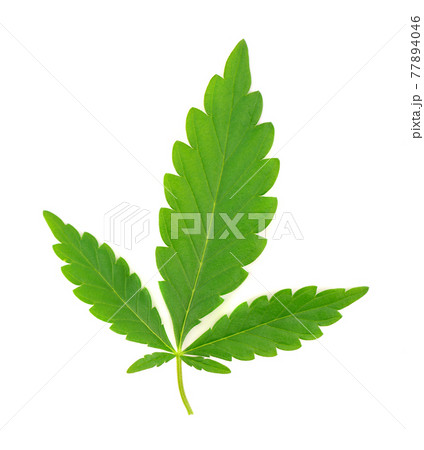 Cannabis leaf isolated on white background. Hemp leaf close up. Marijuana green leaf. 77894046