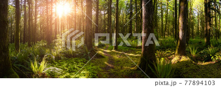 Canadian Rain Forest. Beautiful View of Fresh Green Trees in the Woods with Moss. Canadian Rain Forest. Beautiful View of Fresh Green Trees in the Woods with Moss. 77894103