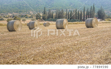 Hay stacks in a row in a field of cut dried grass with a farm on background 77894590