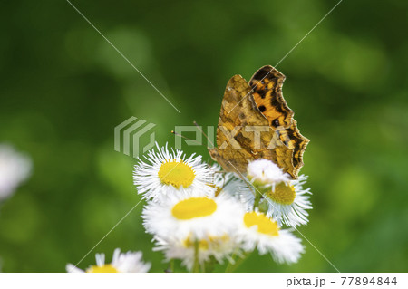 昆虫 蝶 花 77894844
