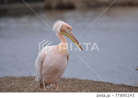 モモイロペリカン モモイロペリカン 77895243