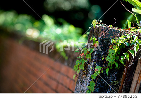 木 ツリー 樹 77895255