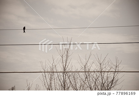 鳥 影 シルエット 77896169