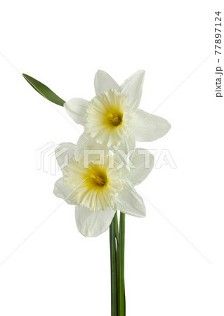 Beautiful narcissus flowers isolated on white background, inclusive clipping path. 77897124