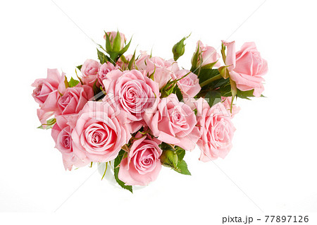 Beautiful pink rose flowers arrangement isolated on white background 77897126
