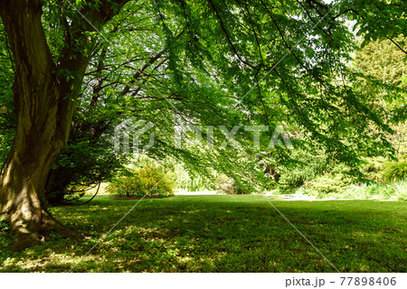 Old tree in the public park on a sunny summer day. High resolution image ideal for interior decoration in Healing by Nature Fine Art Design Style. Old tree in the public park on a sunny summer day. High resolution image ideal for interior decoration in Healing by Nature Fine Art Design Style. 77898406