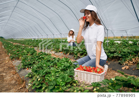 Two females are harvesting strawberries. 77898905