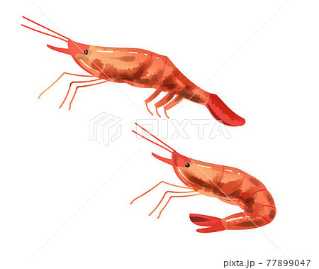 ホッコクアカエビ(甘えび) 水彩風 ホッコクアカエビ(甘えび) 水彩風 77899047
