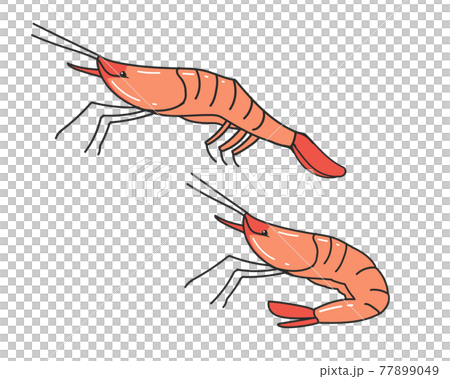 ホッコクアカエビ(甘えび) ホッコクアカエビ(甘えび) 77899049