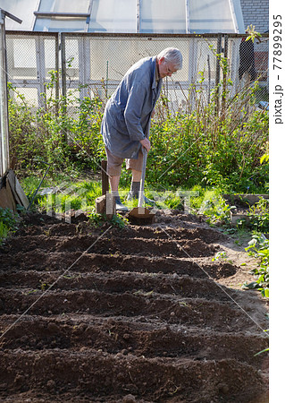 Caucasian Senior man gardener is planting potatoes. 77899295