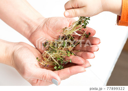 The childs hand takes the freshly plucked microgreens from the mothers hands. 77899322