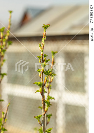 Close-up view of young leaves of black currant on blurred background Close-up view of young leaves of black currant on blurred background 77899337