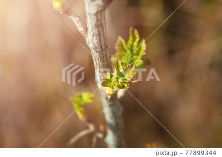 Fresh new green buds on currant branches at springtime garden background 77899344