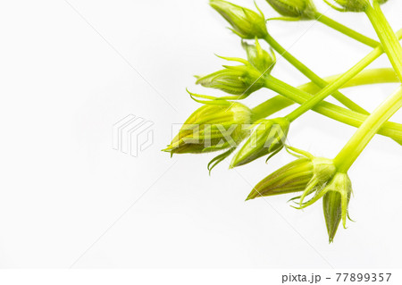 Unopened buds of zucchini pumpkin flowers on a white background. Unopened buds of zucchini pumpkin flowers on a white background. 77899357