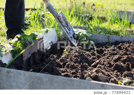 A Close-up shovel digging a garden bed 77899422