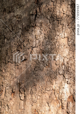 Platanus, or Sycamore tree bark close-up background. Bark texture and background of a old fir tree trunk Platanus, or Sycamore tree bark close-up background. Bark texture and background of a old fir tree trunk 77899487