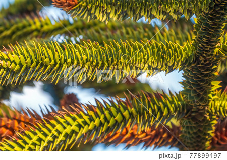 Needles of evergreen tree Araucaria araucana, commonly called the Monkey Puzzle Tree, Monkey Tail Tree or Chilean Pine Needles of evergreen tree Araucaria araucana, commonly called the Monkey Puzzle Tree, Monkey Tail Tree or Chilean Pine 77899497