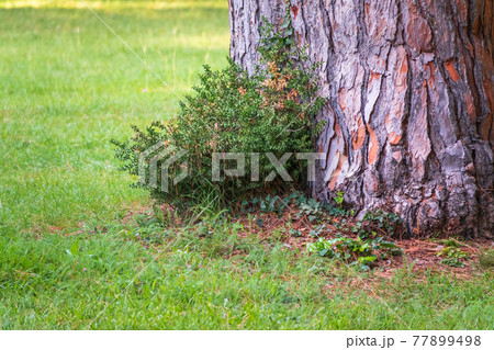 The base of the trunk of an old pine tree in Park. The base of the trunk of an old pine tree in Park. 77899498