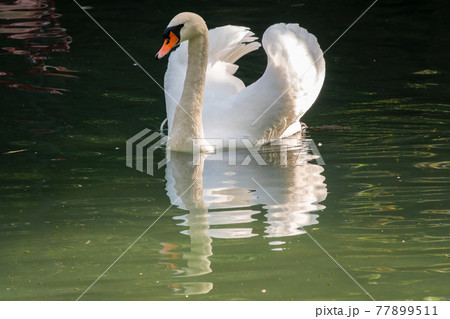 A graceful white swan swimming on a lake with dark green water. The white swan is reflected in the water A graceful white swan swimming on a lake with dark green water. The white swan is reflected in the water 77899511