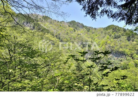 奥秩父 両神山の春の新緑 奥秩父 両神山の春の新緑 77899622