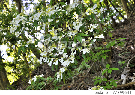奥秩父山塊　両神山にて撮影ガクウツギ 77899641